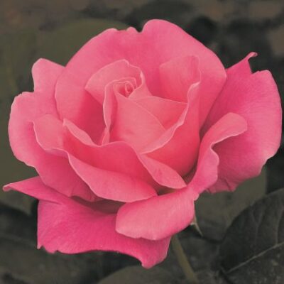 Perfume Delight Rose Garden Plant