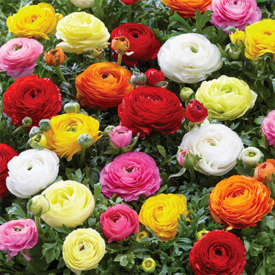 Persian Buttercup Ranunculus Mix Garden Plant