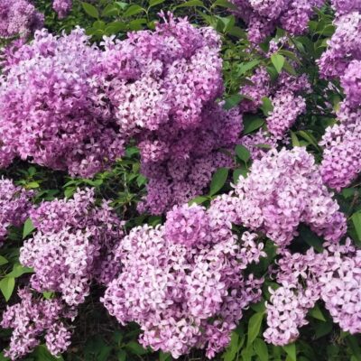 Persian Lilac Garden Plant