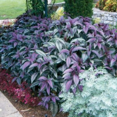 Persian Shield Strobilanthes Garden Plant