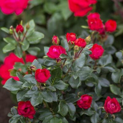 Petite Knock Out Rose Garden Plant