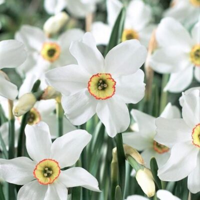 Pheasant's Eye Daffodil Garden Plant