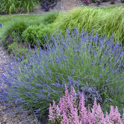 Phenomenal French Lavender Garden Plant