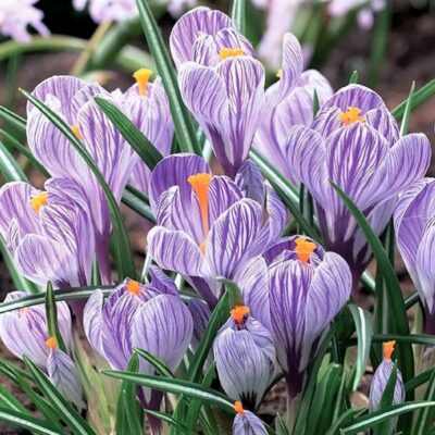 Pickwick Crocus Garden Plant