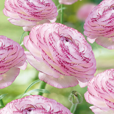 Picotee Ranunculus Garden Plant