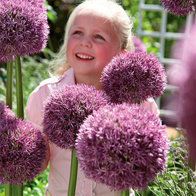 Pinball Wizard Allium Garden Plant