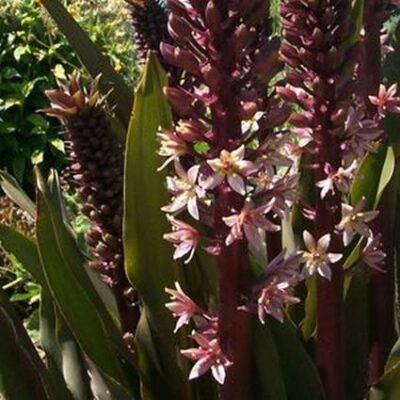 Pineapple Lily Oakhurst Garden Plant