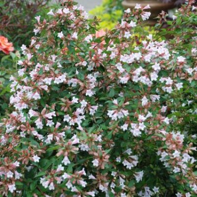 Pink Abelia Garden Plant