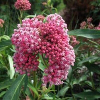 Pink Butterfly Plant Garden Plant