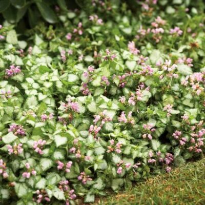 Pink Chablis Lamium Garden Plant