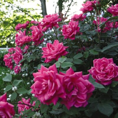 Pink Double Knock Out Rose Shrub Garden Plant