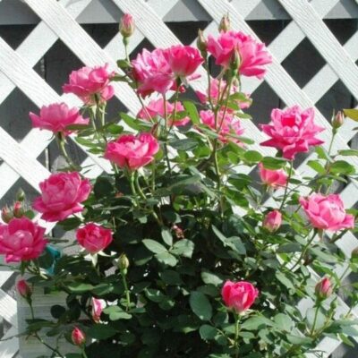 Pink Double Knock Out Rose Tree Garden Plant