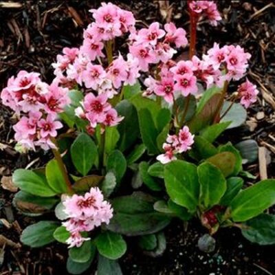 Pink Dragonfly Bergenia Garden Plant