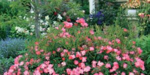 Pink Drift Groundcover Rose Garden Plant