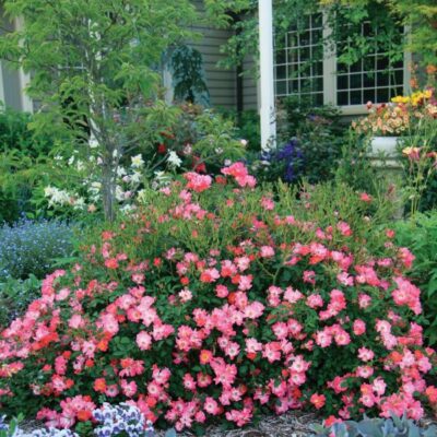 Pink Drift Groundcover Rose Garden Plant