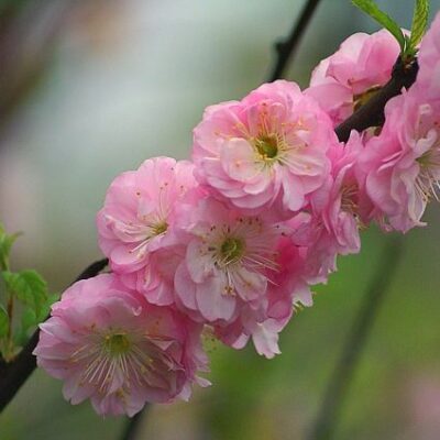Pink Flowering Almond Garden Plant