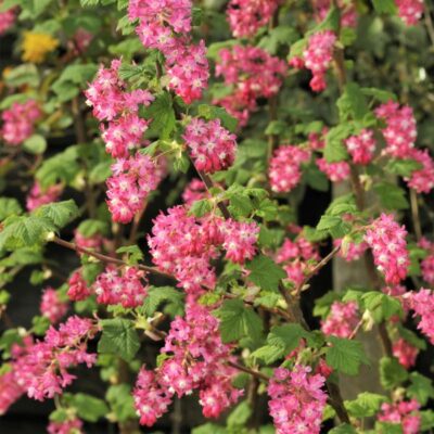 Pink Flowering Currant Garden Plant