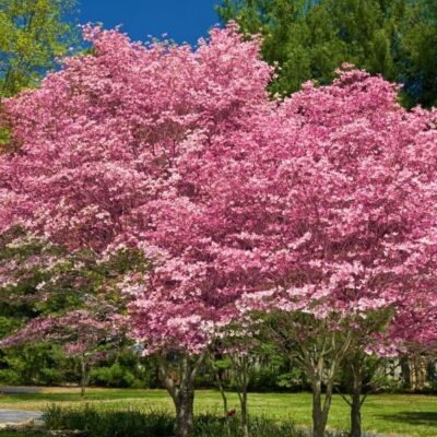 Pink Flowering Dogwood Garden Plant