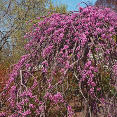 Pink Heartbreaker Weeping Redbud Tree Garden Plant