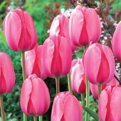 Pink Impression Tulip Garden Plant