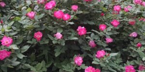 Pink Knock Out Rose Garden Plant