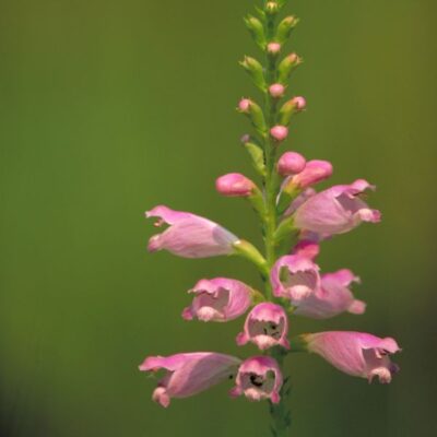 Pink Manners Obedient Plant Garden Plant