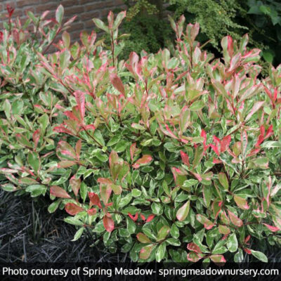 Pink Marble Photinia Garden Plant