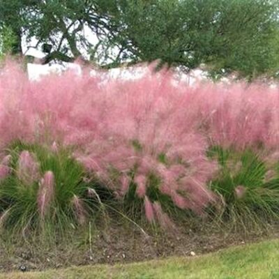 Pink Muhly Grass Garden Plant