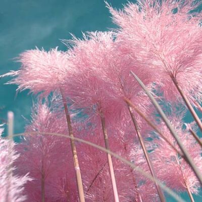 Pink Pampas Grass Garden Plant