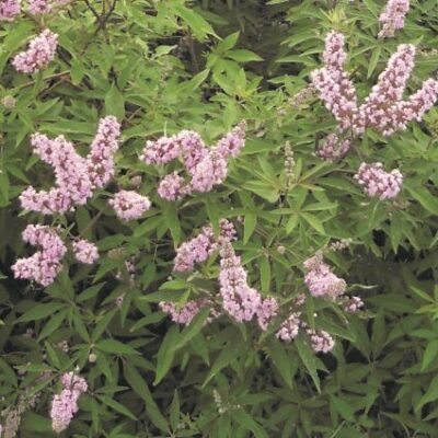 Pink Pinnacle Vitex Shrub Garden Plant