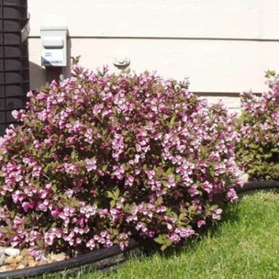 Pink Poppet Weigela Garden Plant