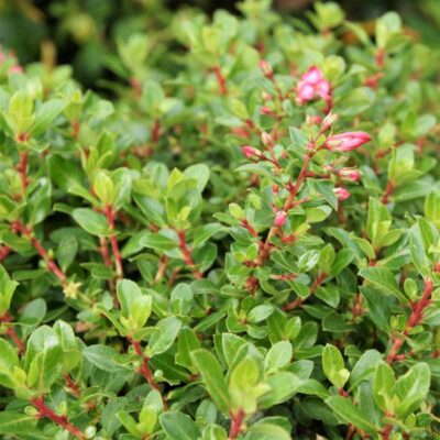 Pink Princess Escallonia Garden Plant