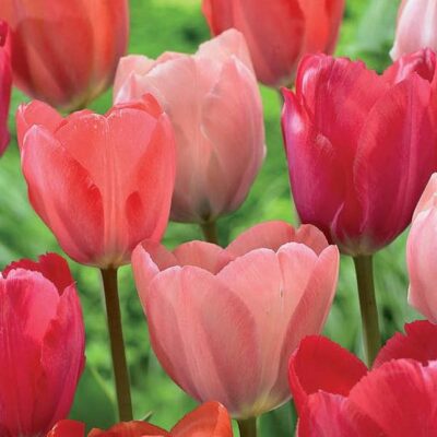 Pink Promise Tulip Mix Garden Plant