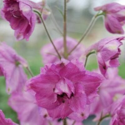 Pink Punch Delphinium Garden Plant