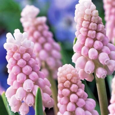 Pink Sunrise Grape Hyacinth Garden Plant