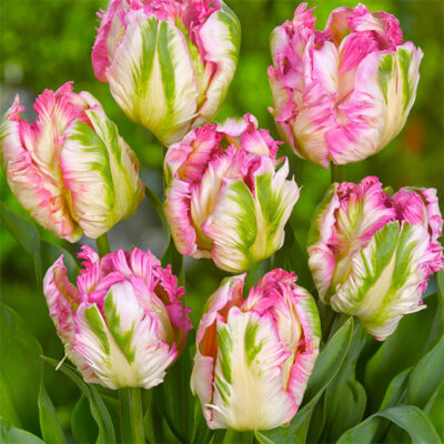 Pink Vision Tulip Garden Plant