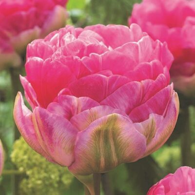 Pinksize Tulip Garden Plant