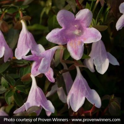 Pinky Bells Abelia Garden Plant