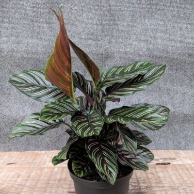 Pinstripe Calathea Garden Plant