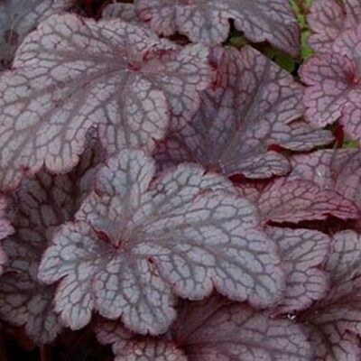 Plum Pudding Coral Bells Garden Plant