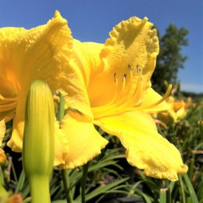 Pocket Full of Gold Daylily Garden Plant