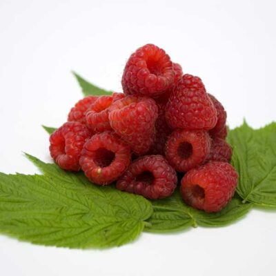 Polana Raspberry Garden Plant