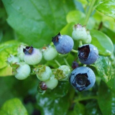 Polaris Blueberry Garden Plant