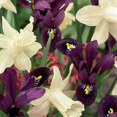 Pole Position Tulip/Iris Mix Garden Plant