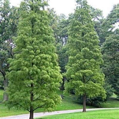 Pond Cypress Tree Garden Plant