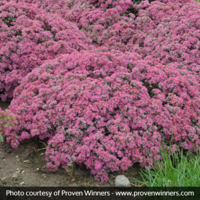 Popstar Sedum Garden Plant