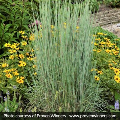 Prairie Winds Blue Paradise Little Bluestem Garden Plant