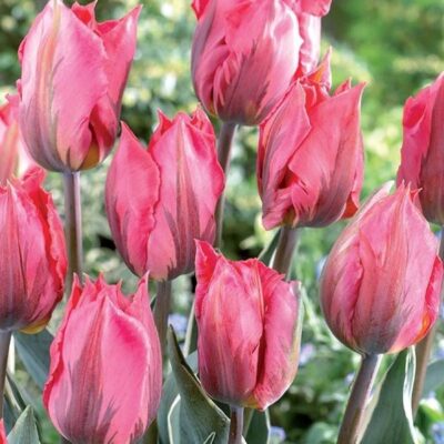 Pretty Princess Tulip Garden Plant