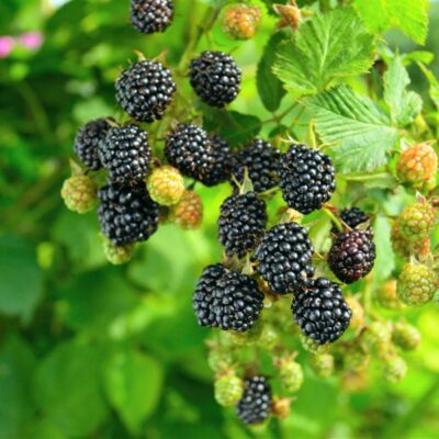 Prime-Ark 45 Blackberry Garden Plant