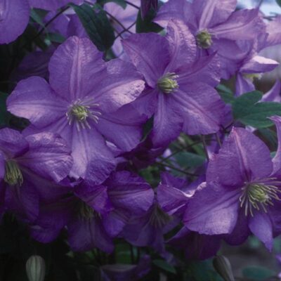 Prince Charles Clematis Garden Plant